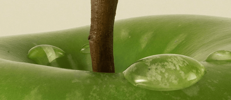 The Surprising Truth About How to Eat Well