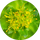 Aromatic