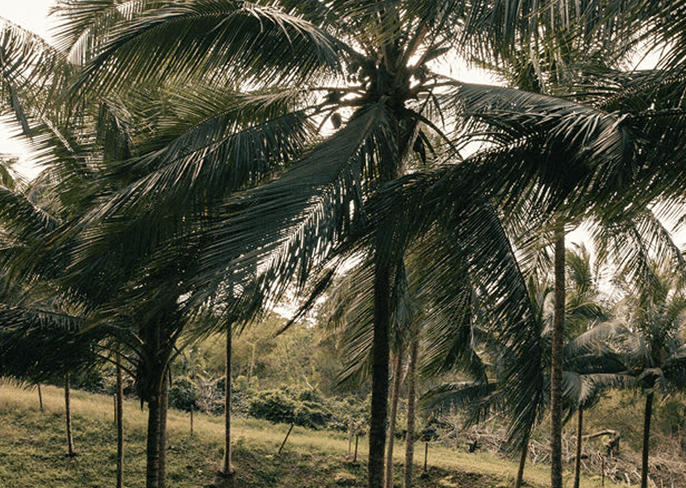 The cost-free medicine the world is waking up to: nature