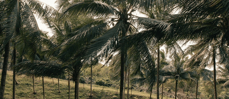 The cost-free medicine the world is waking up to: nature