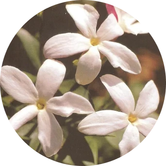 Jasmine
