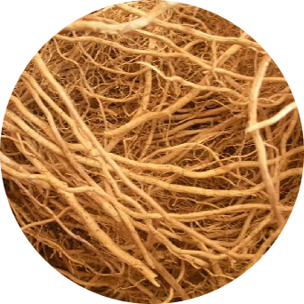 Vetiver