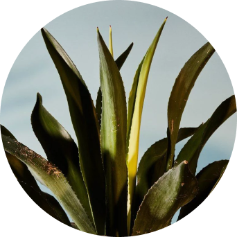 Smoky Mezcal