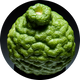 Citrus