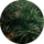 Pine