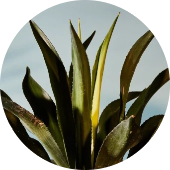 Smoky Mezcal