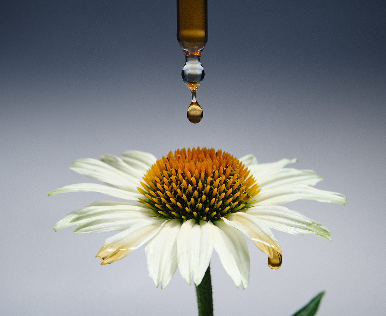 Immunity support to help fight illness         with 100% natural plant extracts