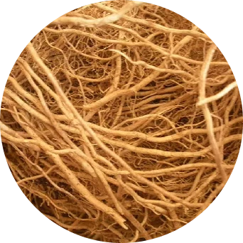 Vetiver