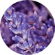 Lavendar