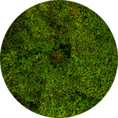 Moss
