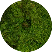 Moss